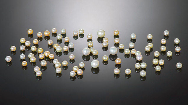 Figure 1. Group of 81 hybrid akoya bead cultured pearls ranging from 4.00 × 3.93 mm to 6.44 × 6.28 mm. Photo by Nuttapol Kitdee. Figure 1. Group of 81 hybrid akoya bead cultured pearls ranging from 4.00 × 3.93 mm to 6.44 × 6.28 mm. Photo by Nuttapol Kitdee.
