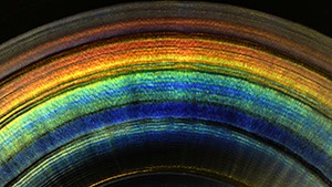 IMG -  SP17 Micro-World 216x122