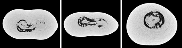 μ-CT slices in three directions of a natural <i>P. maxima</i> sample