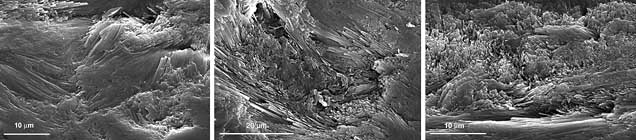 Three electron microscope images showing textured surfaces at a microscopic scale, with scale bars indicating 10 and 20 micrometers.