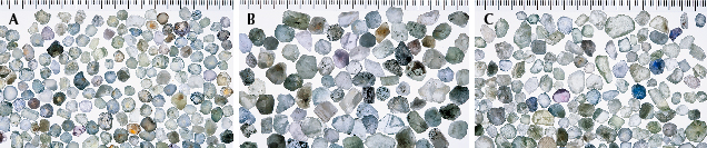 Figure 29. Photos of representative lots of unheated rough from each of Montana’s secondary sapphire deposits: Rock Creek (A), Missouri River (B), and Dry Cottonwood Creek (C). The ruler in each photo is in millimeter scale. Photos by John Emmett.