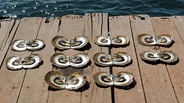 Ten of the P. maxima shells opened for the authors