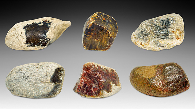 Figure 5. The six rough samples of petrified tree fern from northeast China investigated in this work, ranging from 135.50 to 332.13 g. Photos by Han-Yue Xu.