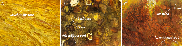 Figure 8. The structures of samples S1 (A), S2 (B), and S5 (C) observed under visible light. A is a longitudinal cross section view; B and C are transverse cross section views. Photomicrographs by Han-Yue Xu; field of view 2.0 mm.
