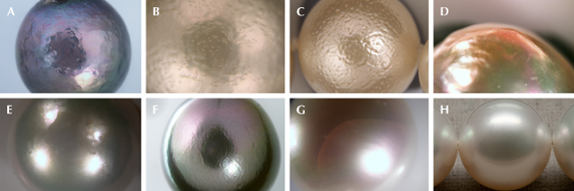 Figure 1. Some examples of surface and sub-surface nacre features that impact GIA’s new nacre classification scale. A: Near- or sub-surface “hammering.” B: “Bubble” appearance shown on the nacre surface. C: Shallow pits or channel depressions giving an “orange peel” effect. D: “Seam” found on a baroque pearl where surface planes meet or change direction and create a peaked ridge. E: “Planar edges” showing subtle angular lines spaced apart across the pearl’s surface. F: “Striae” features appearing as flame structures on a nacreous pearl. G: “Sub-surface crack” that may pose a threat to the durability of the pearl. H: An example of a pearl showing both a clean surface and excellent nacre (lacks any visible surface or sub-surface characteristics) based on the GIA 7 Pearl Value Factors. Photos by Emiko Yazawa (A–G) and Eric Welch (H); fields of view 19.27 mm (A and F), 7.19 mm (B), 14.52 mm (C, E, and G), and 9.61 mm (D).