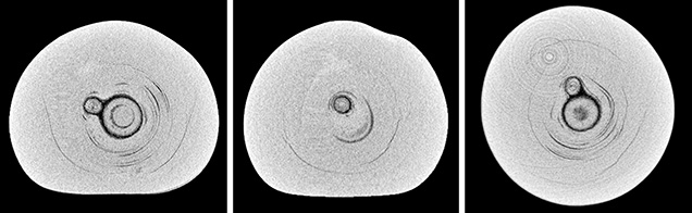 μ-CT slices in three directions of a natural <i>P. maxima</i> sample