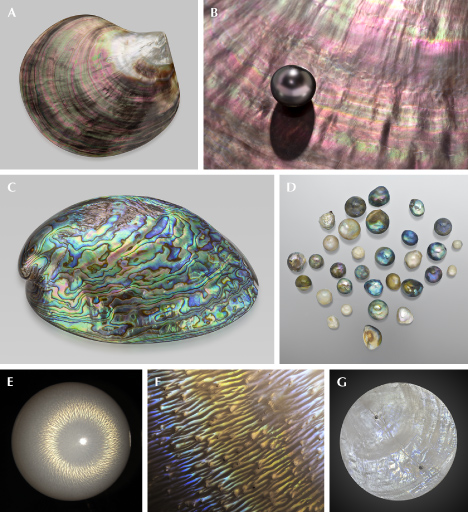 Figure 39. A: A polished <em>Pinctada margaritifera</em> shell (110.9 g) from Tahiti showing strong iridescent colors; courtesy of GIA Museum, collection no. 23105. B: A Tahitian cultured pearl with pink iridescent overtone on top of an iridescent shell. C: An 87.90 g polished abalone shell; courtesy of GIA Museum, collection no. 36706. D: Semi-round abalone pearls, the largest measuring 10.93 mm and the smallest 4.46 mm; courtesy of KCB Natural Pearls. E: Iridescent flame structure on a 9.80 mm non-nacreous <em>Tridacna</em> pearl under fiber-optic illumination resembles a chatoyant effect. F: Flame structure of a <em>Spondylus</em> pearl showing yellow and blue iridescent colors; field of view 2.34 mm. G: Circularly cut windowpane oyster (<em>Placuna placenta</em>) shell (50 mm in diameter) showing faint iridescence. Photos by Emily Lane (A, C, and G), Robert Weldon (B), and Artitaya Homkrajae (E and F).