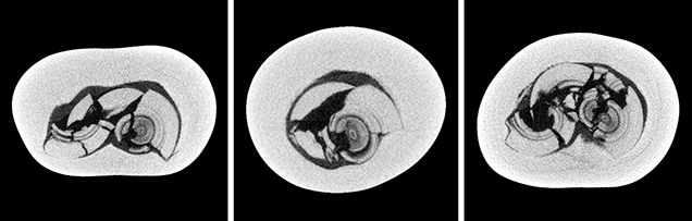 μ-CT slices in three directions of a natural <i>P. maxima</i> sample