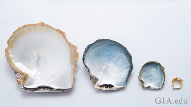 珠母贝物种贝壳