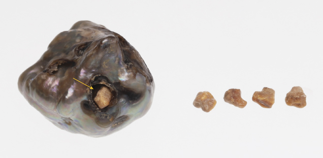 Figure 1. A dark gray and brown hollow natural pearl (2.89 ct, 11.13 × 10.47 × 10.16 mm) with a surface opening (indicated with arrow). The four fragments next to the pearl were recovered from its opening. Photos by Gaurav Bera.