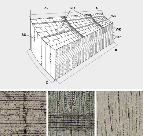 Schematic cross section of a tree trunk and photomicrographs of petrified woods.
