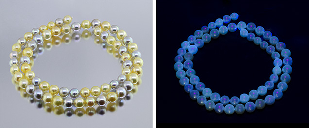 Fluorescence reaction of non-bleached and non-brightened akoya