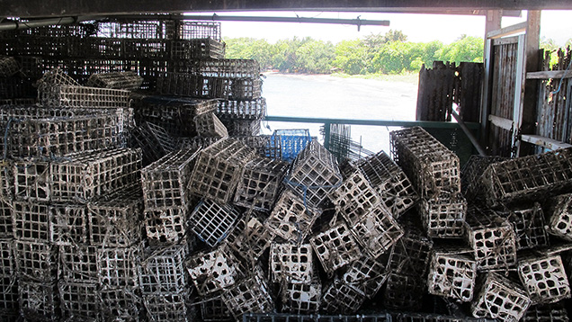 Baskets used for pearl culture on Lombok