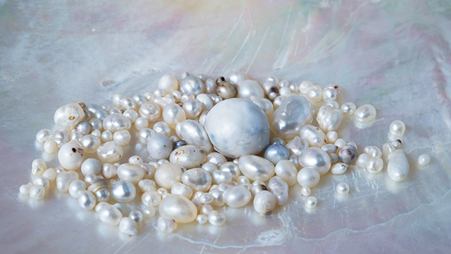 Selection of <i>P. maxima pearls</i> retrieved directly from wild mollusks