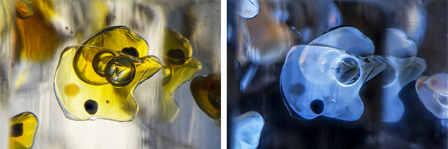 Figure 2. The new find of quartz from Madagascar contained complex fluid inclusions consisting primarily of petroleum, methane, asphaltite, and water (left). When exposed to long-wave UV light, the petroleum appeared to fluoresce a strong yellow. However, the digital camera used to capture the image registered the fluorescence as a blue color (right). Photomicrographs by Nathan Renfro; field of view 2.81 mm.
