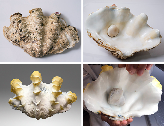 Two Tridacna species shells with blister pearls.