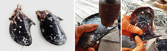 Drilling shells for hanging mollusks in pearl cultivation