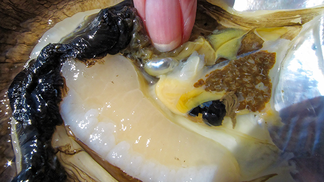 A non-bead-cultured pearl near the gonad prior to removal