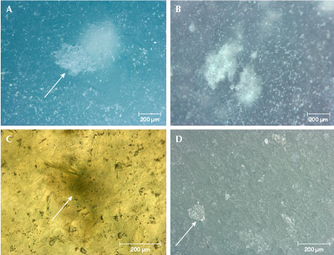Figure 4. Guatemalan “ice jade” samples showing fine texture. A: Large white inclusion partially exposed to the surface (indicated by arrow) and multiple small white inclusions distributed throughout the sample. B: Two large and numerous small white inclusions. C: Green spotted inclusion composed of green fibrous crystals (indicated by arrow). D: Cleavage planes (indicated by arrow). Photomicrographs by Z. Huang.
