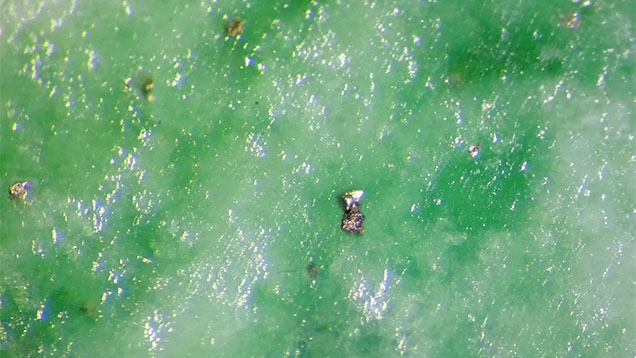 Figure 2. The surface of the snuff bottle shows a white matrix with green patches and black metallic minerals, most likely chromite. Photomicrograph by Kai-Yun Huang; field of view 2.75 mm.