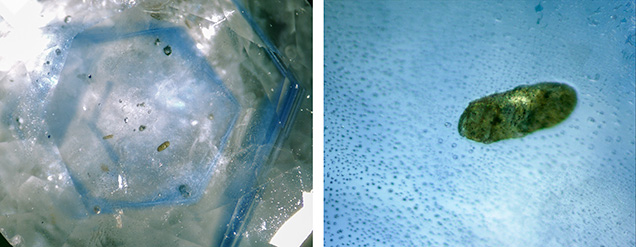 Plagioclase inclusion in alluvial Montana sapphire