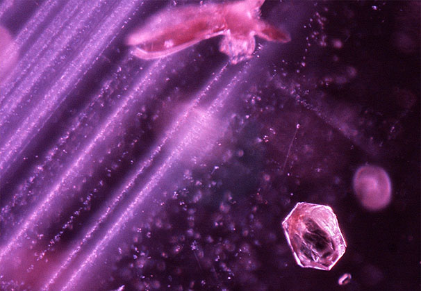 Angular particle clouds associated with white hexagonal mica crystals and amphiboles; field of view 1.42 mm.