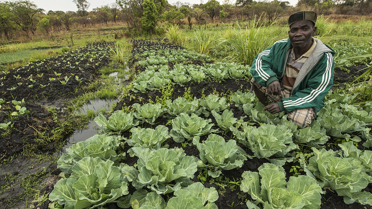 農業プロジェクト