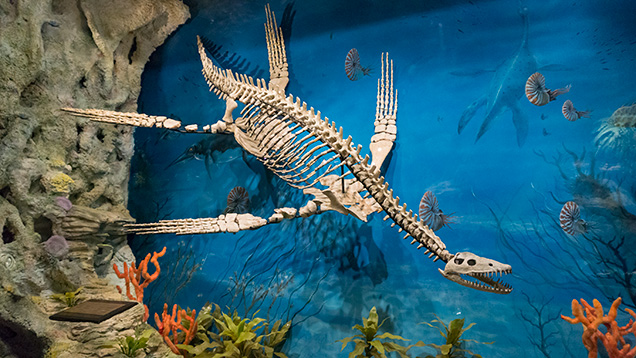 プリオサウルスの蛋白石化した化石