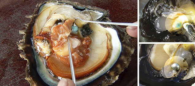 Figure 12. A Galatea Pearl begins with a gem bead nucleus implanted in the gonad area of the mollusk, a procedure similar to that using a traditional shell bead nucleus. This series of photos shows the progression from inserting a synthetic turquoise bead (left) to a finished Tahitian bead cultured pearl with the synthetic turquoise as a nucleus (bottom right). Courtesy of Chi Huynh.