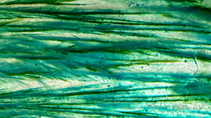 Summer 2023 Micro-World Banner