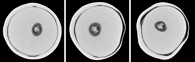 μ-CT slices in three directions of a natural <i>P. maxima</i> sample