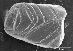 Figure 28. As seen in this SEM image, sapphires from Dry Cottonwood Creek are often dissolved or etched along parallel grooves following twin planes. Image by Richard Berg (modified from Berg, 2022).