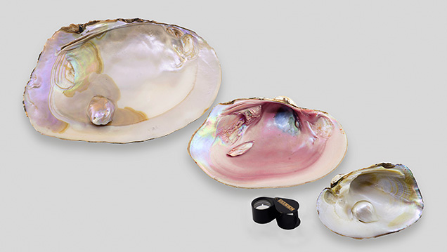 Three freshwater pearls attached to their host shells