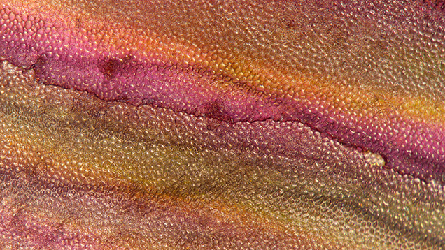 A thin layer of iridescent aragonite overlays the prismatic calcite of a Pinnidae shell, creating a captivating iridescent effect. Photomicrograph by Ravenya Atchalak; field of view 2.88 mm.
