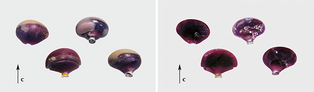 Four boules of synthetic star ruby by Wiede’s Carbidwerk