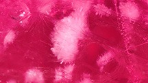 Devitrified glass inclusions resembling pom-poms or sea urchins in a clarity-enhanced ruby. Photomicrograph by Kevin Bishop and Joseph Hukins; field of view 1.99 mm.