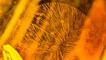 A “sun spangle” created in amber as a result of rapid cooling. Photomicrograph by Aamir Sayed; field of view 1.5 mm.