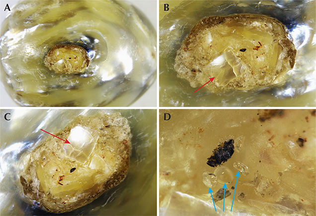 Yellow-brown filler and shell-like material at the pearl’s base.