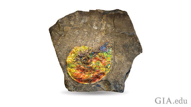 茶色の石の中に、オウムガイの殻の形をしたアンモナイトの化石が見えます。