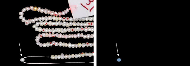 Figure 2. Left: The imitation pearl (marked with arrow) in the strand appearing similar to other pearls. Right: When exposed to X-ray fluorescence, it exhibits a blue reaction, while the remaining pearls are inert. Images by Karan Rajguru.