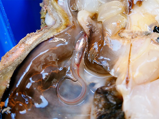 Living pearlfish that was found inside a P. maxima shell.