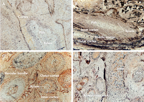 Four images showing plant tissue sections labeled with terms like cortex, pith, xylem, and vascular bundle.