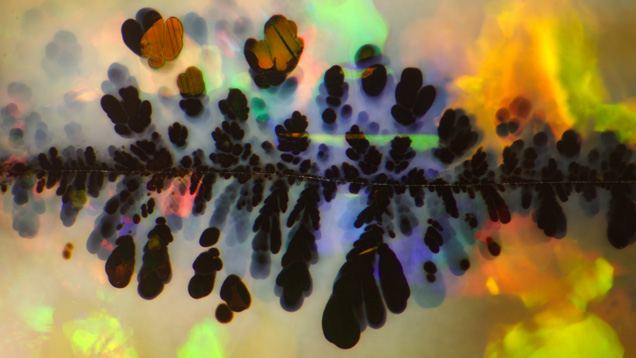 このオーストラリア産オパールの中の黒色マンガン酸化物「プルーム」は、芸術と科学が宝石学で融合した良い例を示している。 顕微鏡写真、視野5.85mm、Nathan Renfro撮影。 注：特に指定のない限り、この論文中では視野は水平を指す。