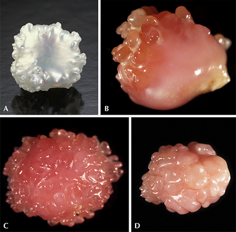 Shape comparison of American freshwater pearl and conch pearls.