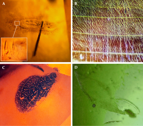 Figure 7. The internal microscopic features of Dong Nai augite. A: In sample A1, a long solid black amphibole inclusion pierces through the center of a fingerprint inclusion resembling a lily pad. B: Sample A4 shows white broken silk-like inclusions of magnetite that cross the twin planes. C and D: Thin films of fingerprint inclusions were commonly found in both green and brown augites (A2 and A11, respectively). Photomicrographs by Le Ngoc Nang; fields of view 4.5 mm (A, C, and D) and 5.5 mm (B).