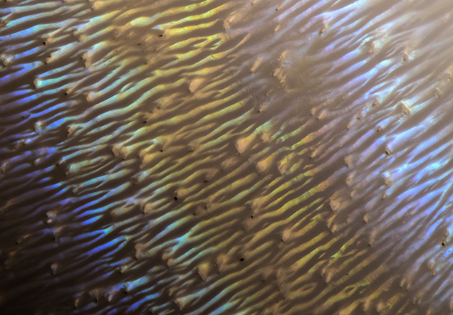 Iridescence in Spondylus pearl.