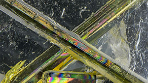 Fall 2025 Micro-World Banner