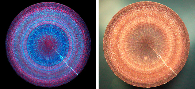 Figure 14. Left: Deep-UV fluorescence of this 0.51 ct non-nacreous natural pearl cross section (~6.57 mm diameter) reveals its concentric calcite growth structure, held together by inert conchiolin. Right: The fluorescence colors are associated with variations in the natural pigments, seen under white light. The original pearl weighed 2.18 ct and was reportedly from a Pinctada radiata mollusk from the waters off Kuwait. Images by Ravenya Atchalak.