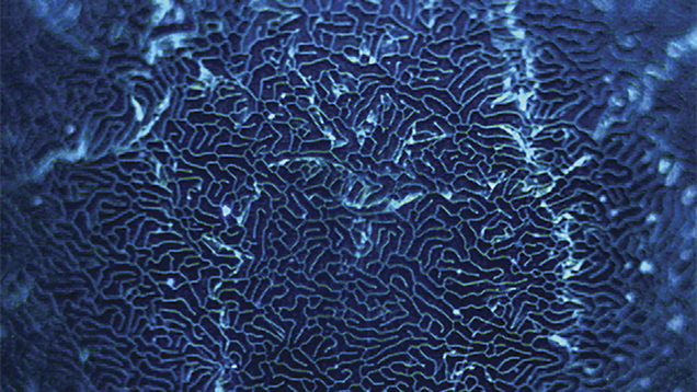 Sample 9 Magnified Image