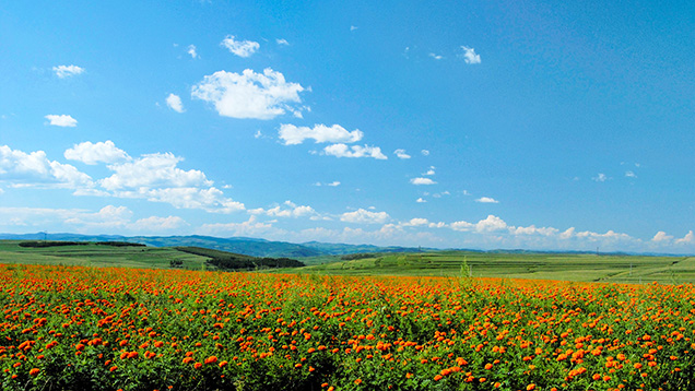 Fields of marigolds in the Muling region.